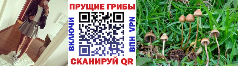 магазин продажи наркотиков  мега маркетплейс  Галлюциногенные грибы MAGIC MUSHROOMS  Великие Луки 